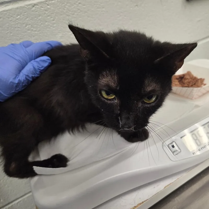 An adult large-sized female Black Domestic Short Hair cat named Delilah for adoption in Chattanooga, TN