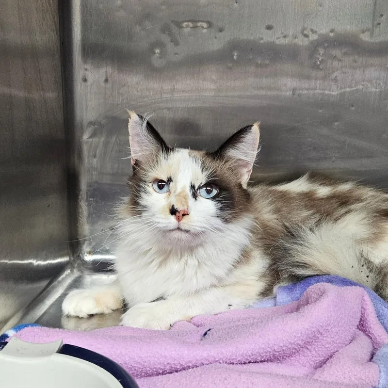 A senior small-sized female Calico Domestic Medium Hair cat named Dolly for adoption in Stephenville, TX