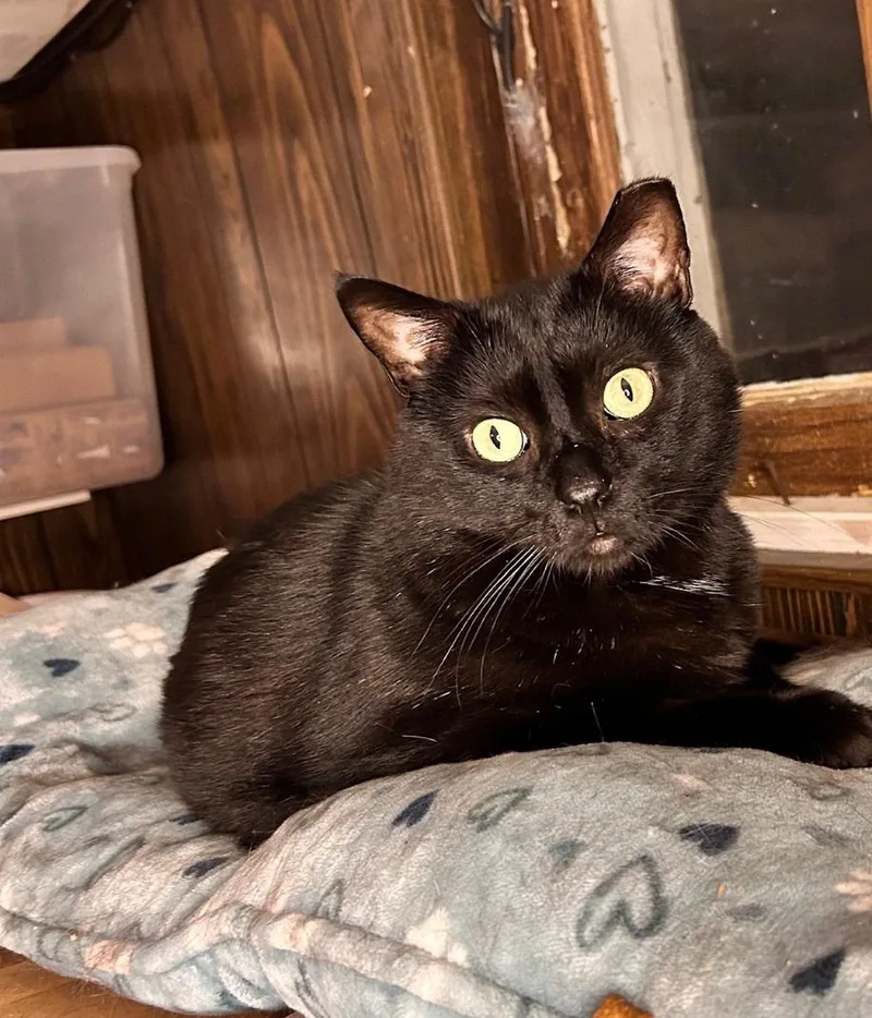 An adult medium-sized male Black Domestic Short Hair cat named Blake for adoption in Nutley, NJ