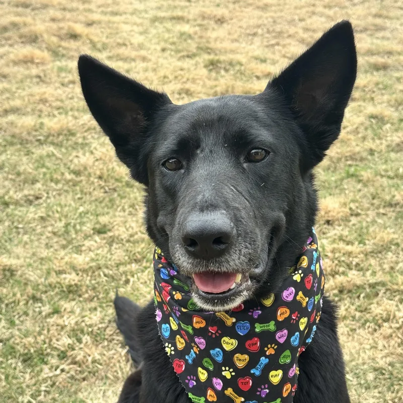 An adult medium-sized female Black Shepherd dog named Mavis for adoption in Martinez, CA