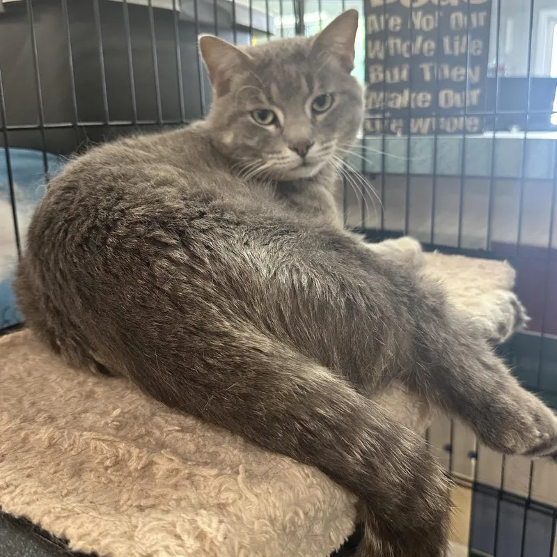 An adult medium-sized male Gray / Blue / Silver Domestic Short Hair cat named MacGyver LR for adoption in Union, MO