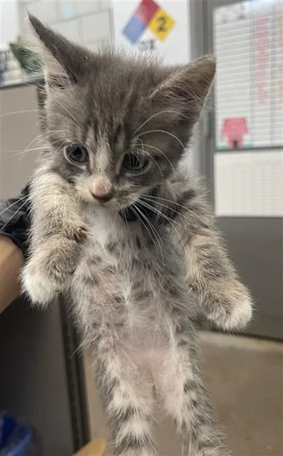 A baby medium-sized male Domestic Short Hair cat named Pepper for adoption in Dallas, TX