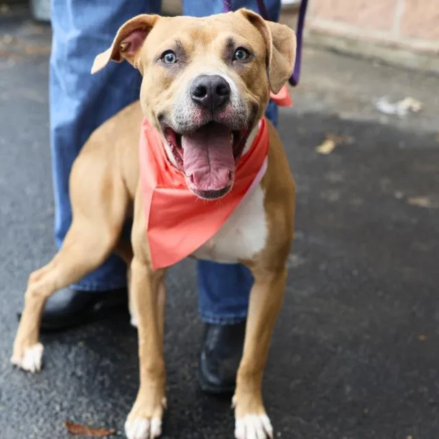 A young small-sized male American Staffordshire Terrier dog named Pretty Boy for adoption in San Antonio, TX