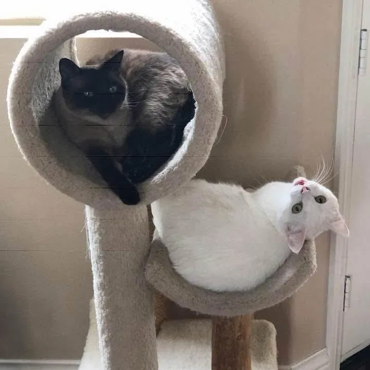 An adult medium-sized male White Domestic Short Hair cat named Chester Hank for adoption in Charleston, SC