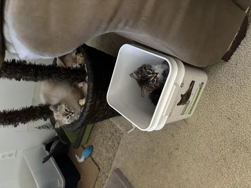 A baby small-sized female Siamese cat named Baby for adoption in La Jolla, CA