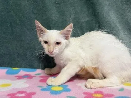 A baby small-sized male Domestic Short Hair cat named Buzz for adoption in Burlington, WI
