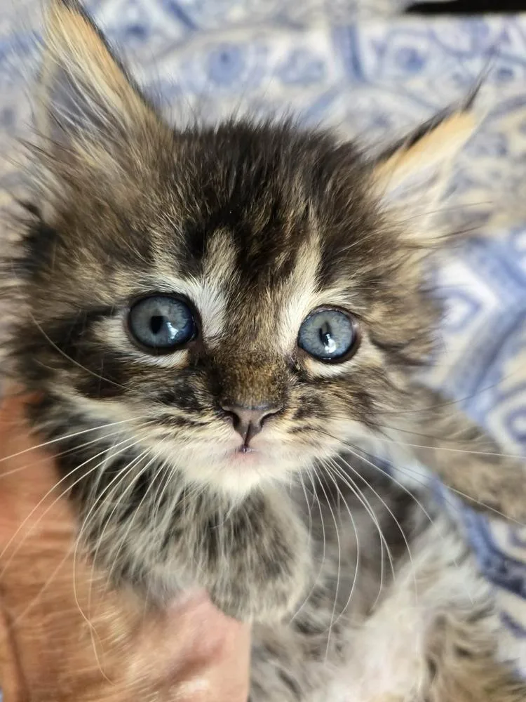 A baby medium-sized male Tabby (Brown / Chocolate) Domestic Short Hair cat named Rhett for adoption in Salinas, CA