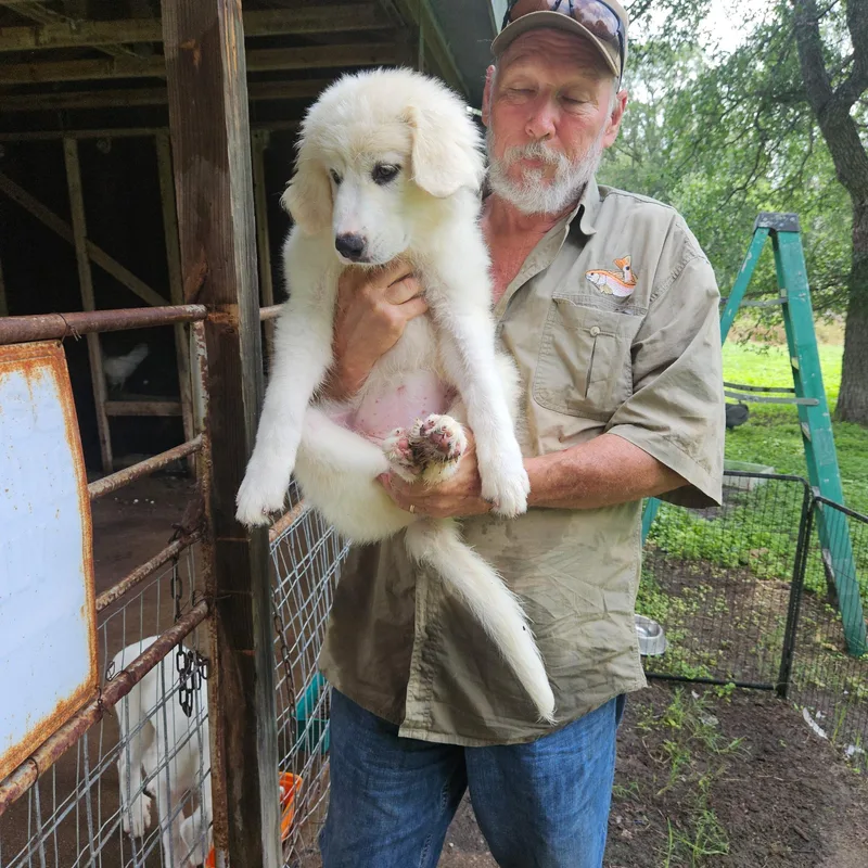 A baby large-sized female Akbash dog named Mallow Atx for adoption in Quinlan, TX