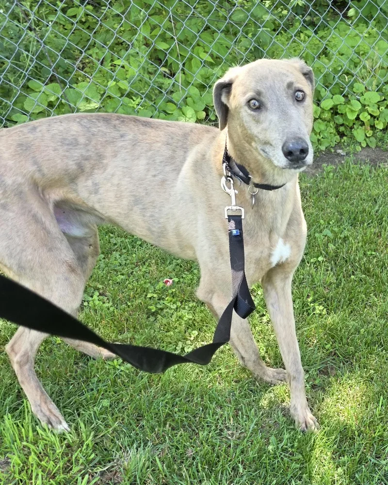 An adult large-sized male Greyhound dog named Pickles for adoption in Goshen, IN