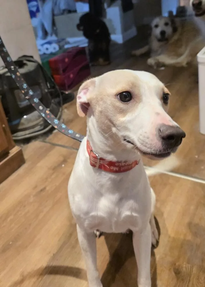An adult medium-sized female Tricolor (Brown, Black, & White) Labrador Retriever dog named Maybe Girl for adoption in Aurora, IN