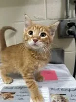 A young medium-sized male Tabby (Orange / Red) Domestic Short Hair cat named Delta for adoption in Manitowoc, WI