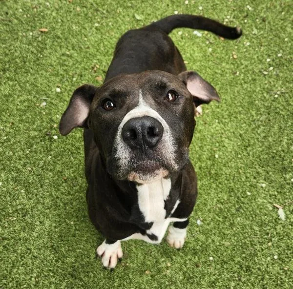 An adult large-sized male Mixed Breed dog named Chicken Noodle for adoption in Austin, TX
