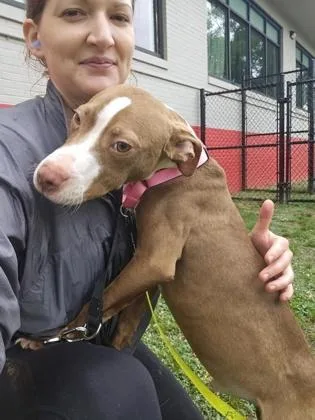 An adult medium-sized male Mixed Breed dog named Doby for adoption in West Chester, PA