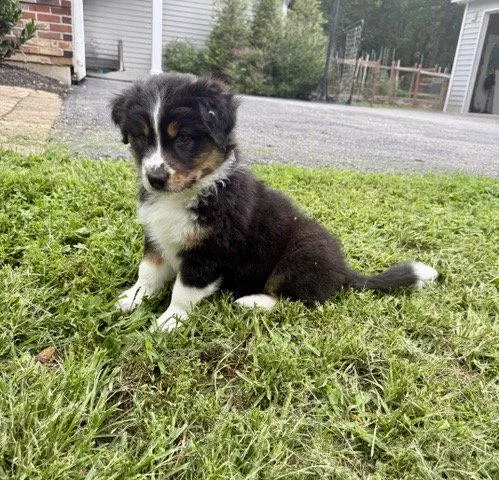 A baby medium-sized female Australian Shepherd dog named Liberty for adoption in St. Louis, MO