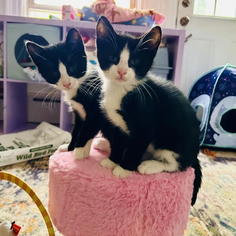 A baby small-sized female Black Domestic Short Hair cat named Nymph for adoption in North Branford, CT