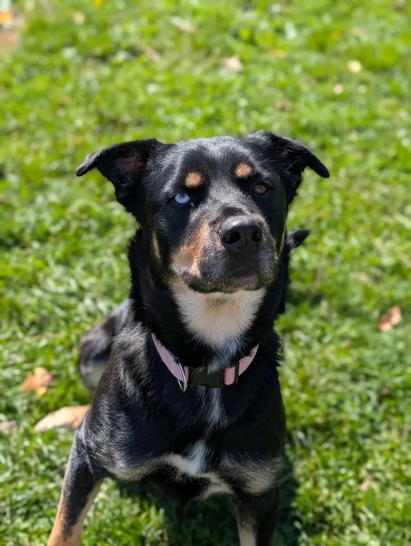 An adult large-sized female Husky dog named Hermione for adoption in Chambersburg, PA