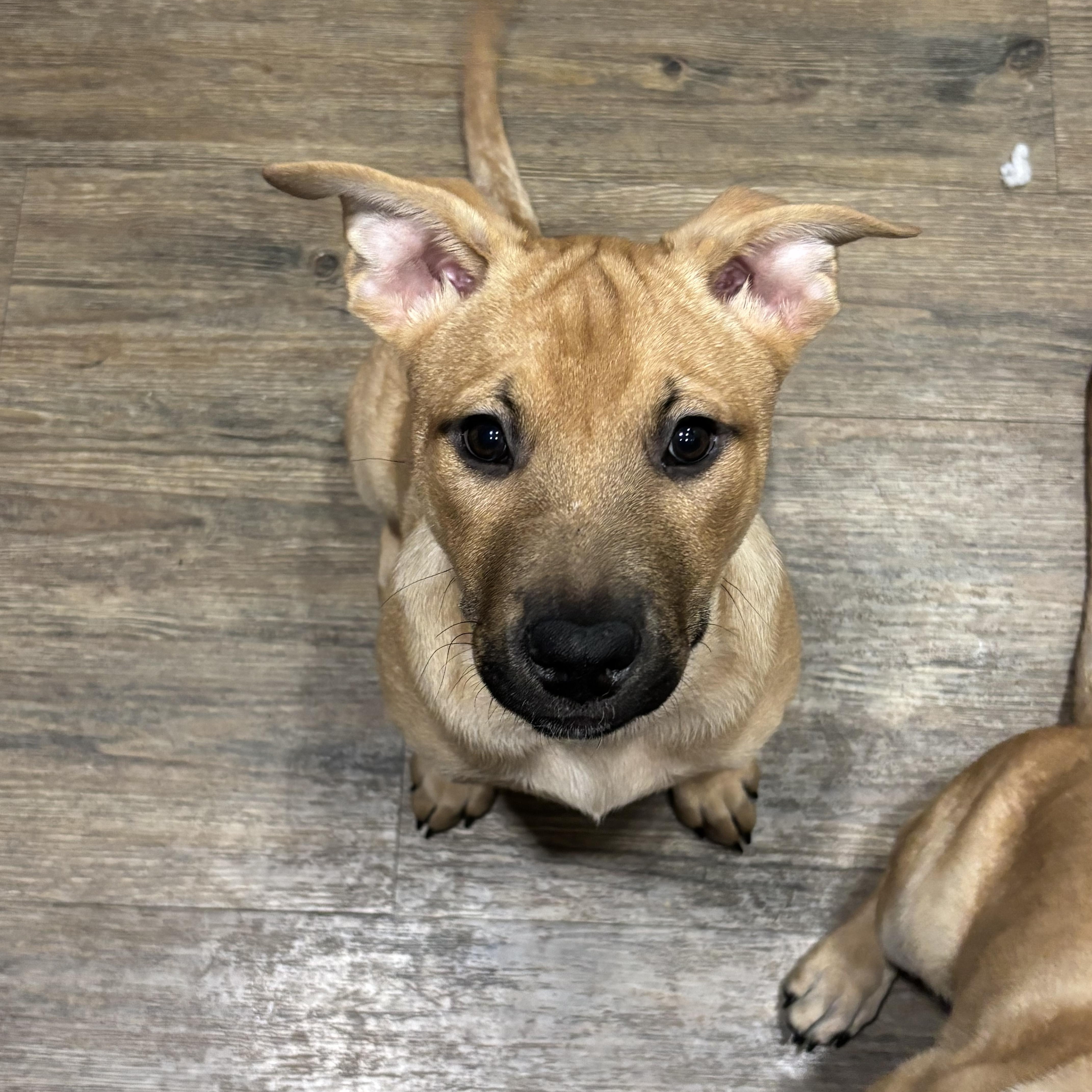 Penny~ Sunshine With Fur