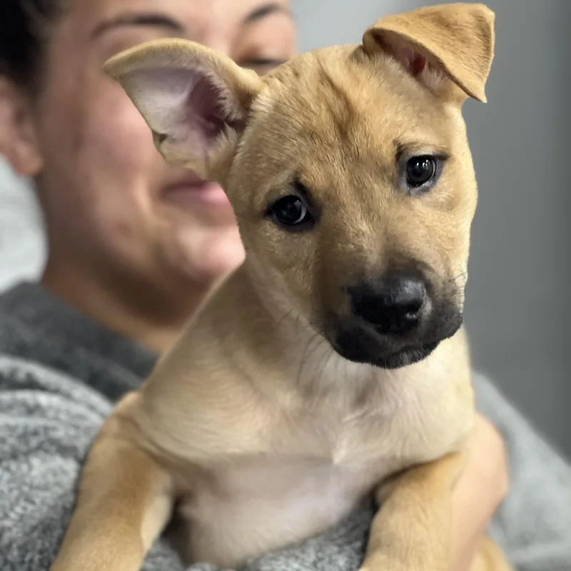 Penny~ Sunshine With Fur thumbnail 2