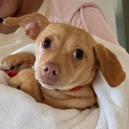 A baby small-sized female Chihuahua dog named Goldie for adoption in Oakland, CA