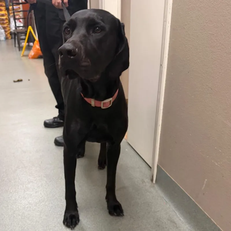 An adult large-sized female Black Labrador Retriever dog named Bella for adoption in Westminster, CA