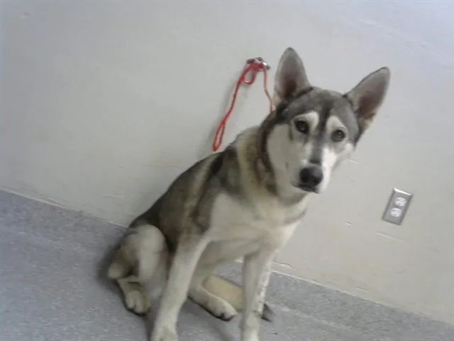 A young large-sized female Siberian Husky dog named Mia for adoption in Pasadena, TX