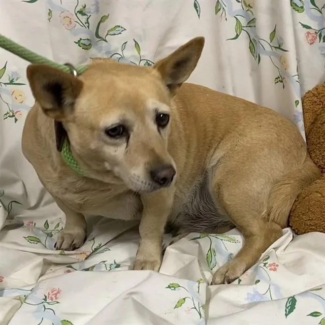 An adult small-sized male Chihuahua dog named Jack for adoption in Modesto, CA
