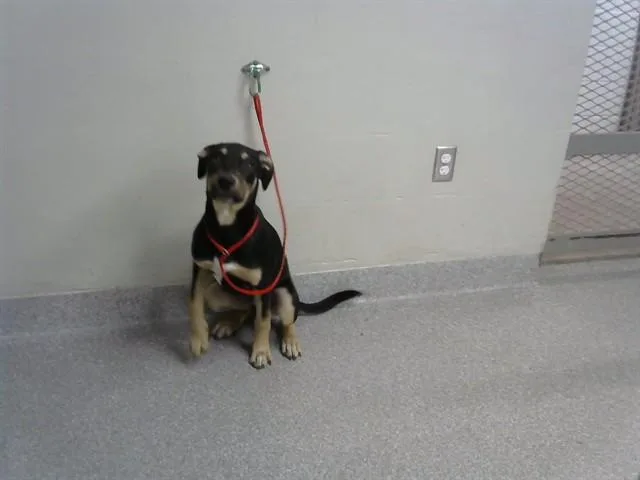 A young medium-sized male German Shepherd Dog dog named A for adoption in Pasadena, TX