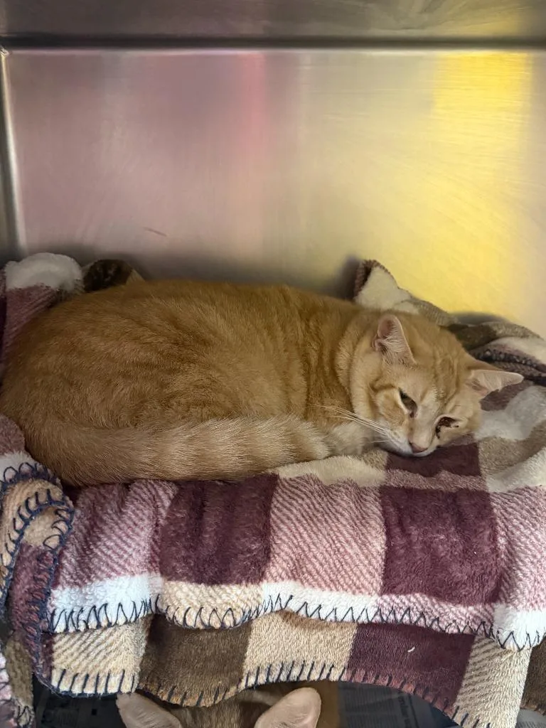 An adult medium-sized male Domestic Short Hair cat named Sitar for adoption in Cincinnati, OH