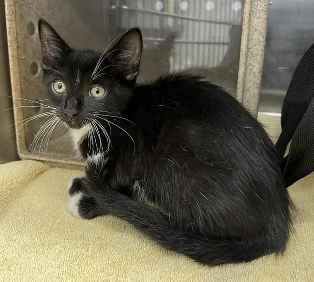 A baby small-sized male Domestic Short Hair cat named Mercury for adoption in Norco, CA