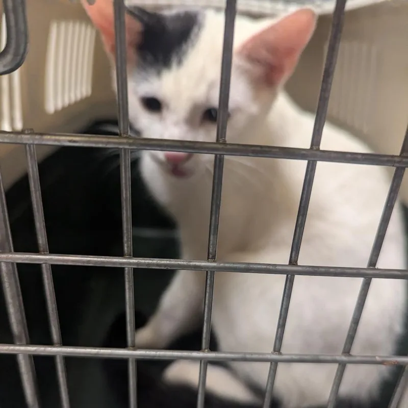A baby medium-sized male White Domestic Short Hair cat named Chobani for adoption in Charlottesville, VA