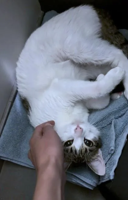 An adult medium-sized female Domestic Short Hair cat named Clover for adoption in Washington, DC