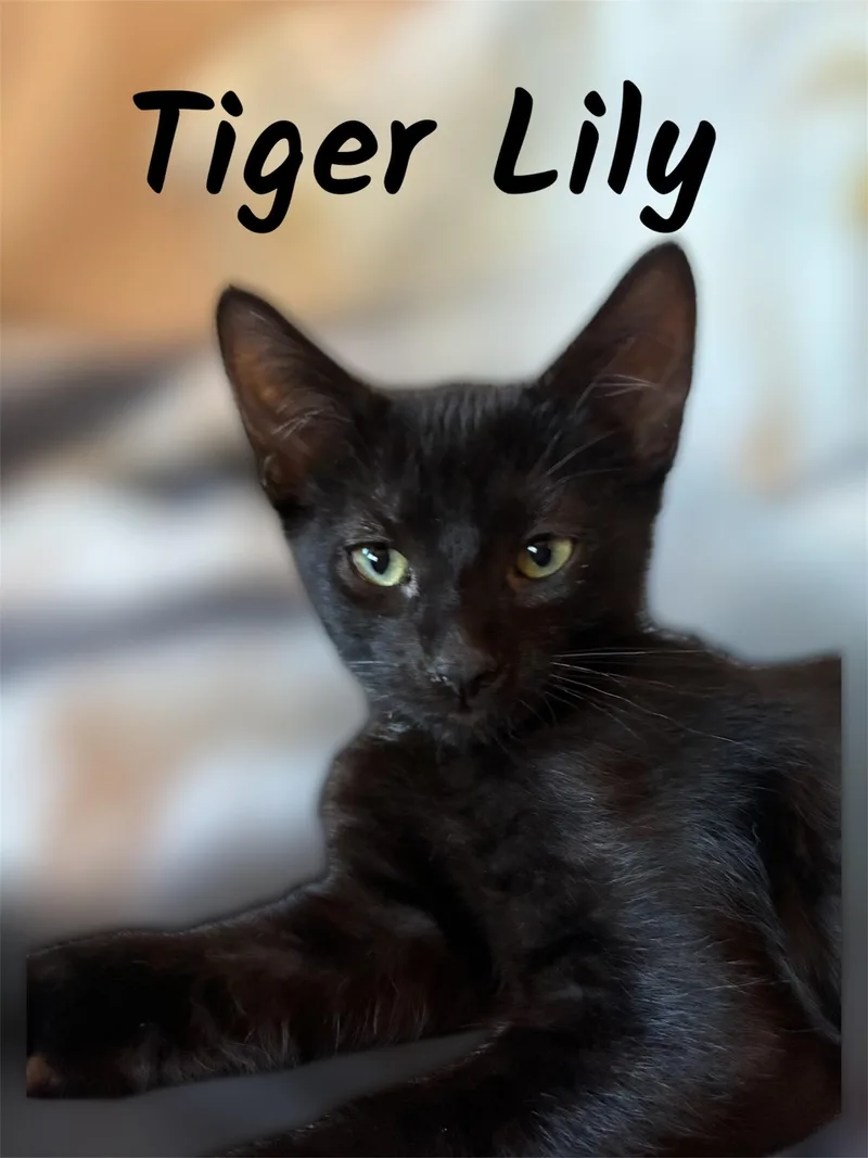 A baby small-sized female Black Domestic Short Hair cat named Tiger Lily for adoption in Auburn, CA