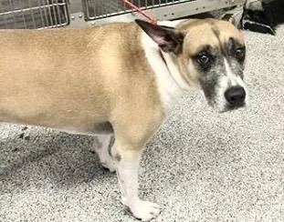 An adult medium-sized female Boxer dog named A for adoption in Houston, TX