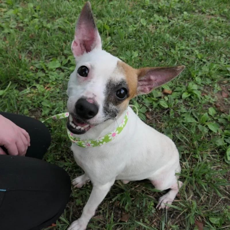 An adult small-sized male White / Cream Mixed Breed dog named Pirate for adoption in Mebane, NC