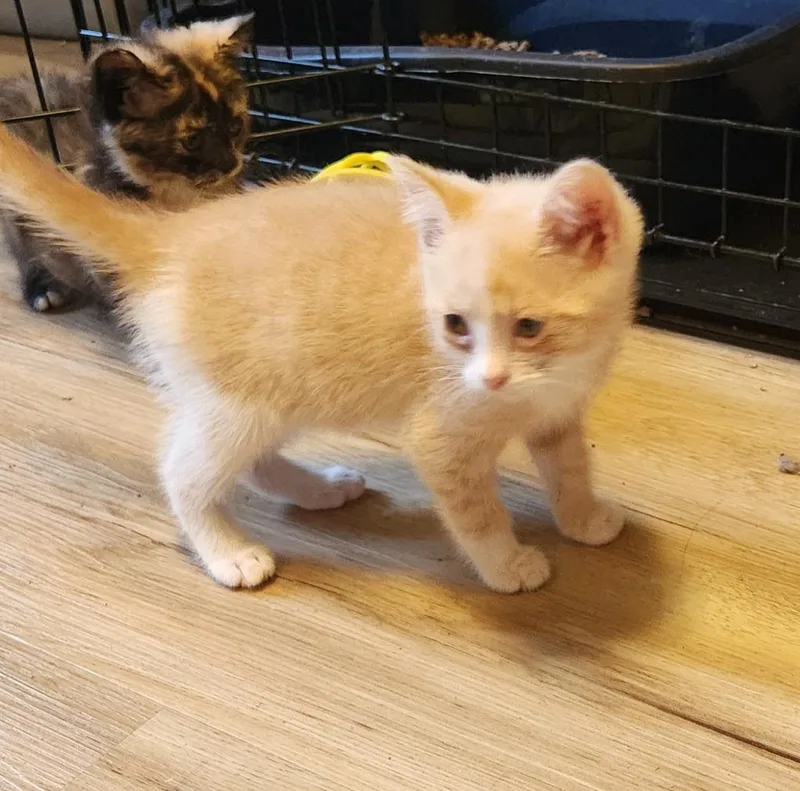 A baby medium-sized male Domestic Medium Hair cat named David for adoption in Brainardsville, NY