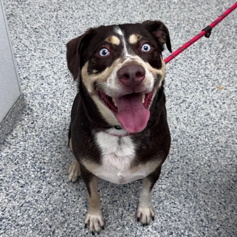 An adult large-sized male Brown / Chocolate Siberian Husky dog named Enzo for adoption in Chicago, IL