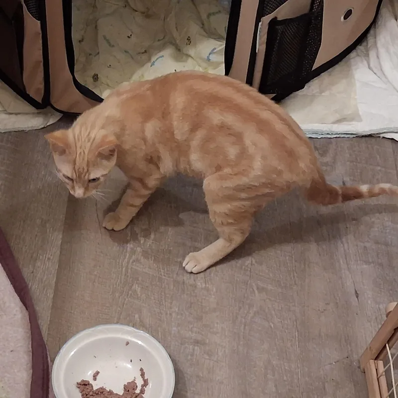 Oliver thumbnail 4