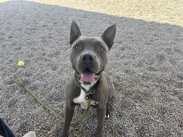 A young large-sized male Pit Bull Terrier dog named Grayson for adoption in Mesa, AZ