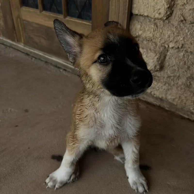 A baby medium-sized female Shepherd dog named Dipsy for adoption in Marfa, TX