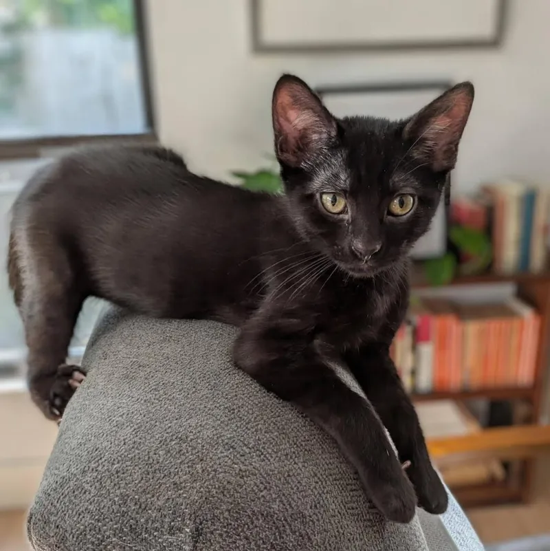 A baby medium-sized female Domestic Short Hair cat named Zing for adoption in Logan, UT