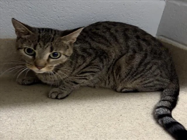 An adult medium-sized female Domestic Short Hair cat named Griselda for adoption in Derwood, MD
