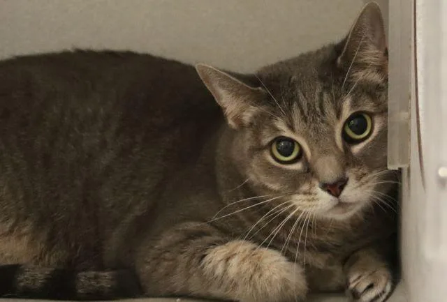 An adult small-sized female Domestic Short Hair cat named Mindy for adoption in Tucson, AZ
