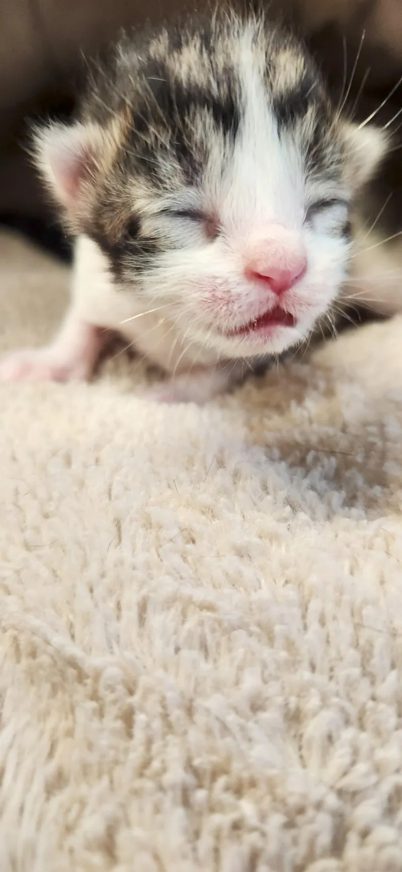 A baby medium-sized male White American Shorthair cat named Trex for adoption in Boonville, MO