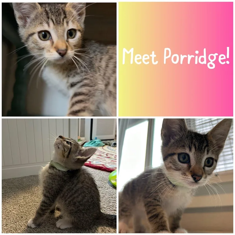 A baby small-sized female Tabby (Buff / Tan / Fawn) Domestic Short Hair cat named Porridge for adoption in Newberg, OR