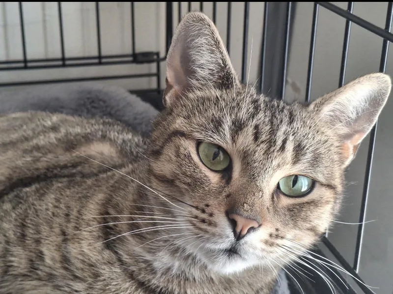 An adult medium-sized female Tabby (Buff / Tan / Fawn) Domestic Short Hair cat named Gracie for adoption in Staten Island, NY