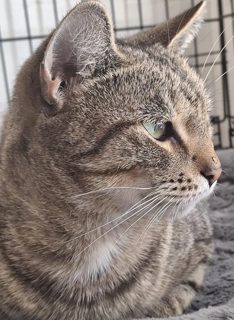Gracie thumbnail 3