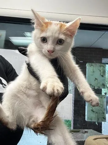 A baby medium-sized male Domestic Short Hair cat named Sunny for adoption in Nashville, TN