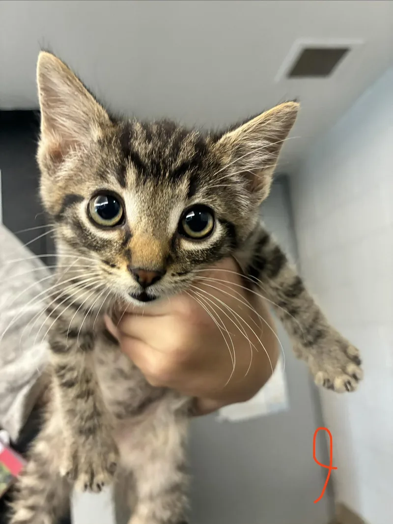 A baby medium-sized male Tabby (Buff / Tan / Fawn) Domestic Short Hair cat named Matcha for adoption in Caro, MI