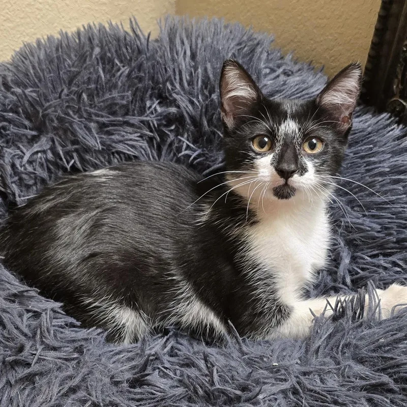 A young small-sized male Black & White / Tuxedo Domestic Short Hair cat named Moonpie for adoption in Bentonville, AR