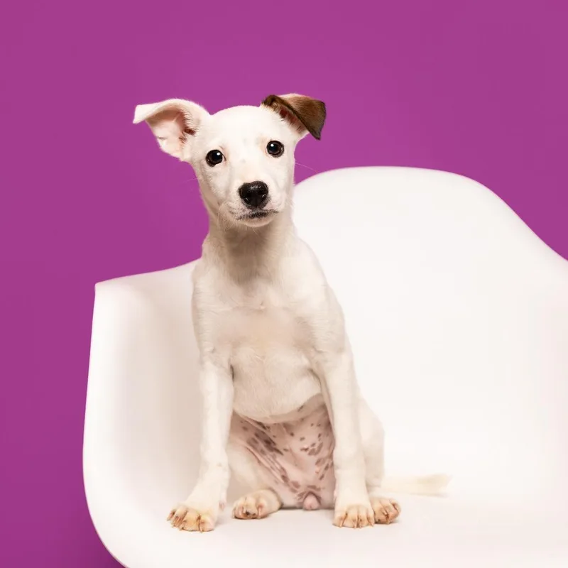 A baby medium-sized female White / Cream Jack Russell Terrier dog named Winnie for adoption in Chantilly, VA